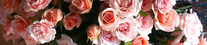 rosas chicas2